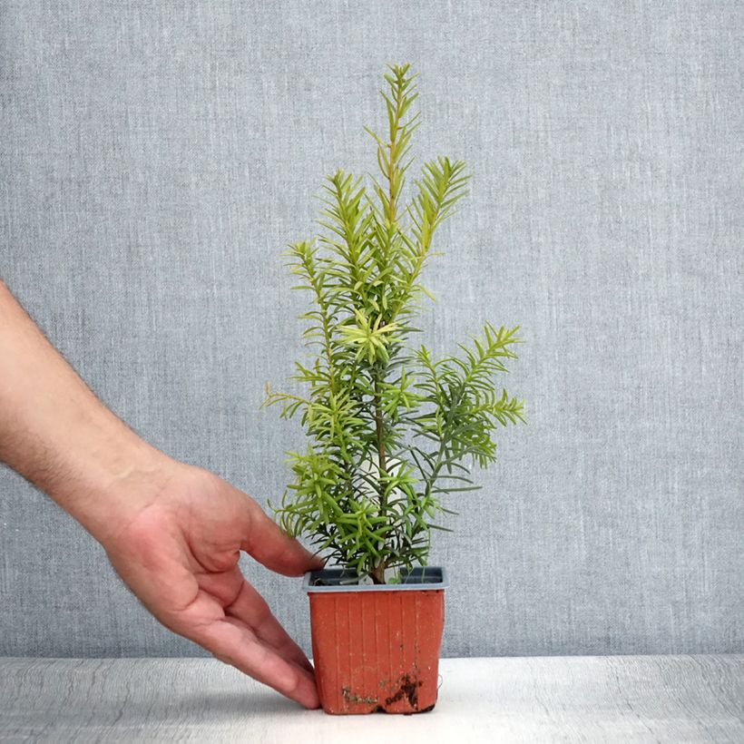 Exemplar von Becher-Eibe Hicksii - Taxus media Kleine Töpfe von 8/9 cm wie im Sommer geliefert