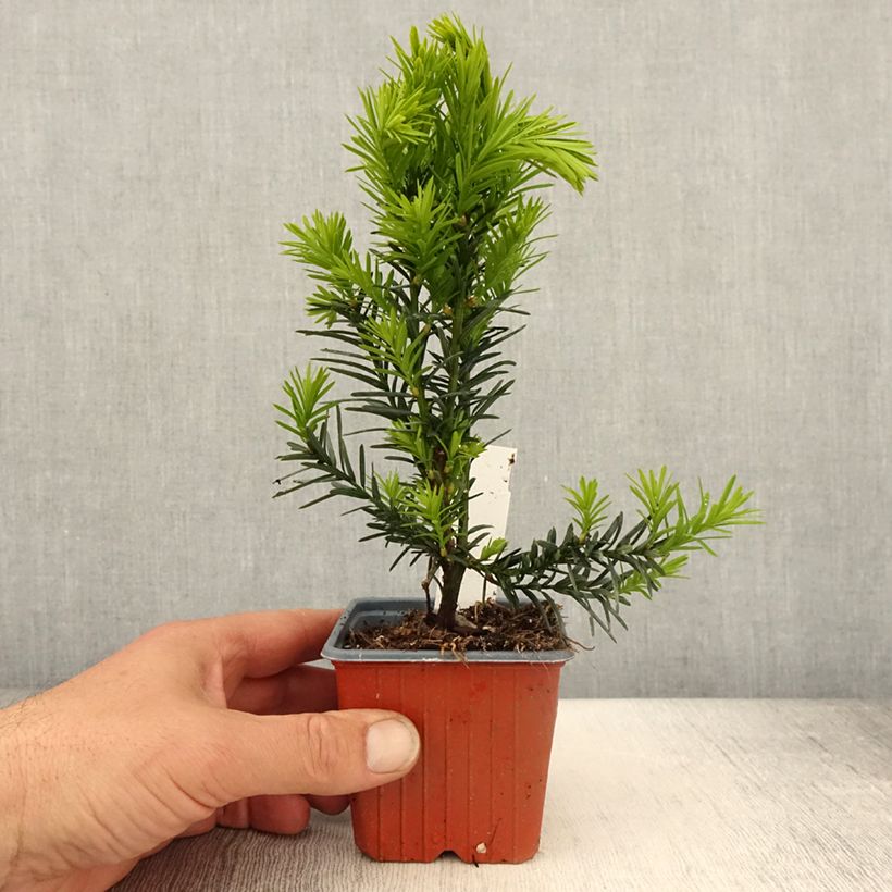 Example of Becher-Eibe Hicksii - Taxus media Kleine Töpfe von 8/9 cm as you get in printemps