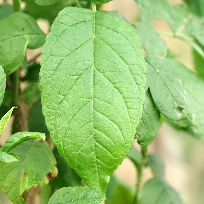 Tecoma stans - Trompetenstrauch (Laub)