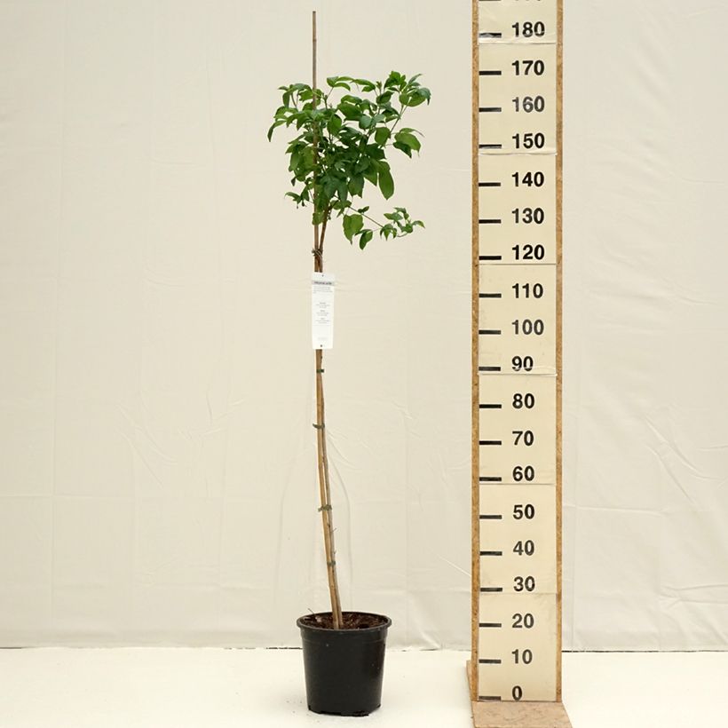 Exemplar von Tecoma stans - Trompetenstrauch Topf mit 7,5L/10L wie im Frühjahr geliefert