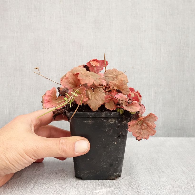Exemplar von Tellima grandiflora Rubra - Falsche Alraunwurzel Kleine Töpfe von 8/9 cm wie im Herbst geliefert