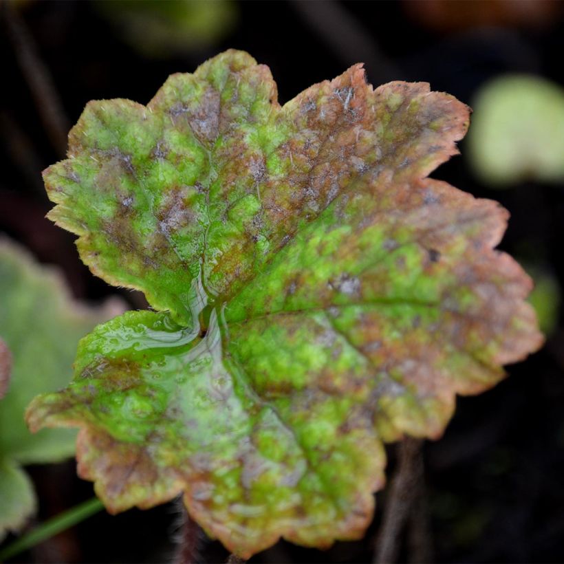 Tellima grandiflora Rubra - Falsche Alraunwurzel (Foliage)