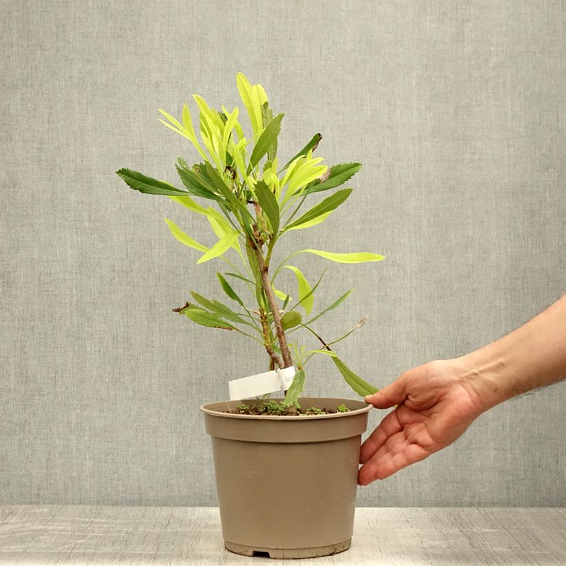 Exemplar von Telopea speciosissima White - Telopeie Topf mit 4L/5L wie im Sommer geliefert