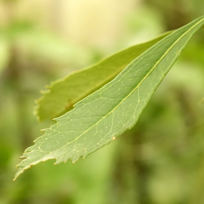 Telopea speciosissima White - Telopeie (Foliage)