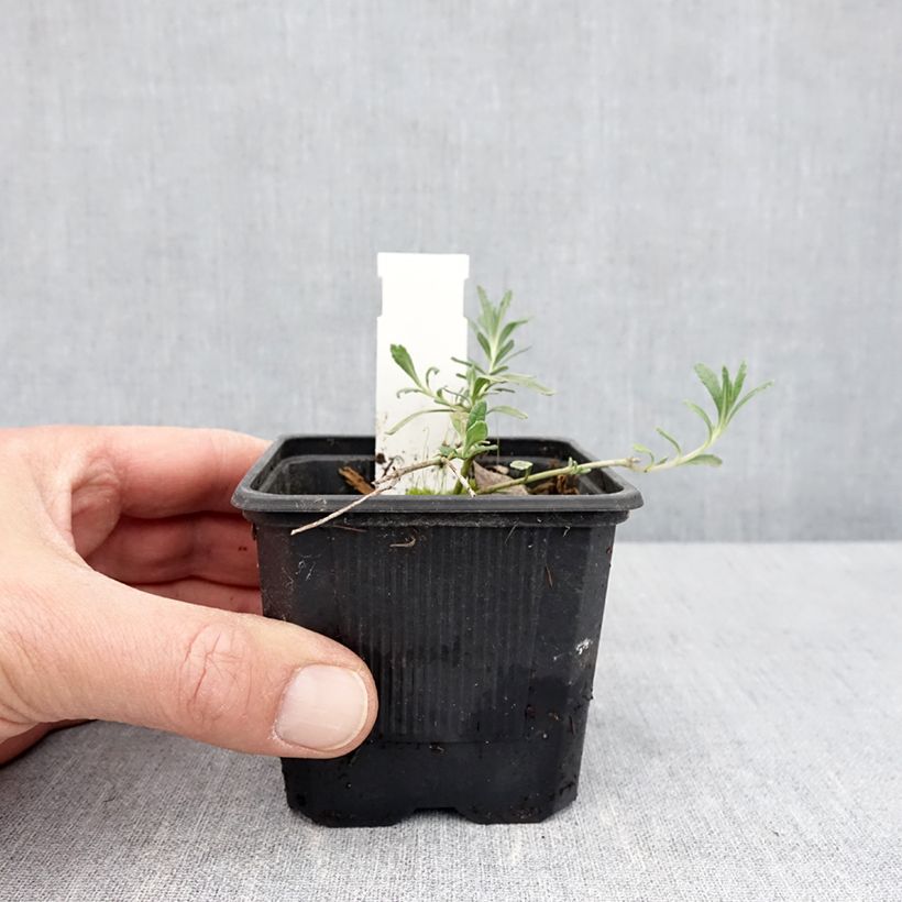 Example of Teucrium ackermannii - Gamander Kleine Töpfe von 8/9 cm as you get in printemps