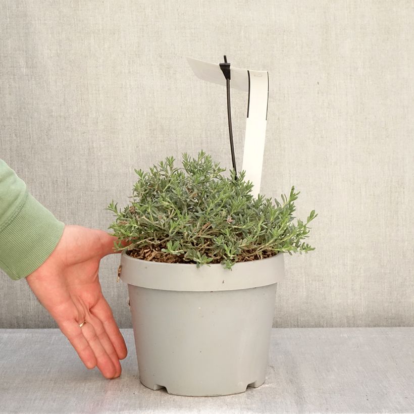 Example of Teucrium ackermannii - Gamander Topf mit 3L/4L as you get in hiver