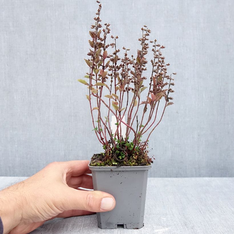 Exemplar von Teucrium chamaedrys Wild Form - Gemeiner Gamander Kleine Töpfe von 8/9 cm wie im Herbst geliefert