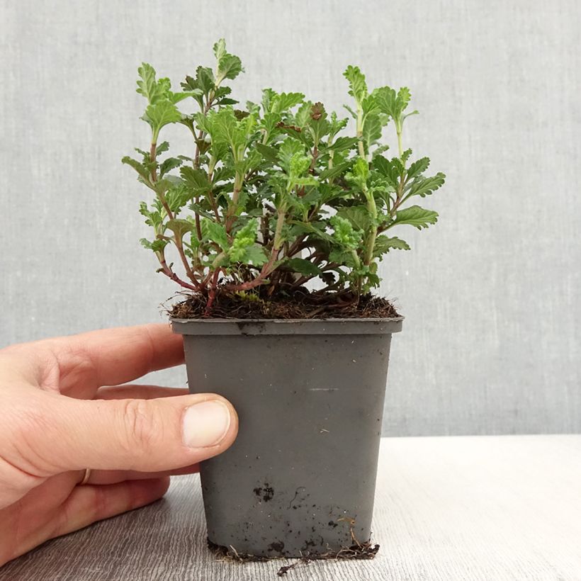 Example of Teucrium chamaedrys Wild Form - Gemeiner Gamander Kleine Töpfe von 8/9 cm as you get in printemps