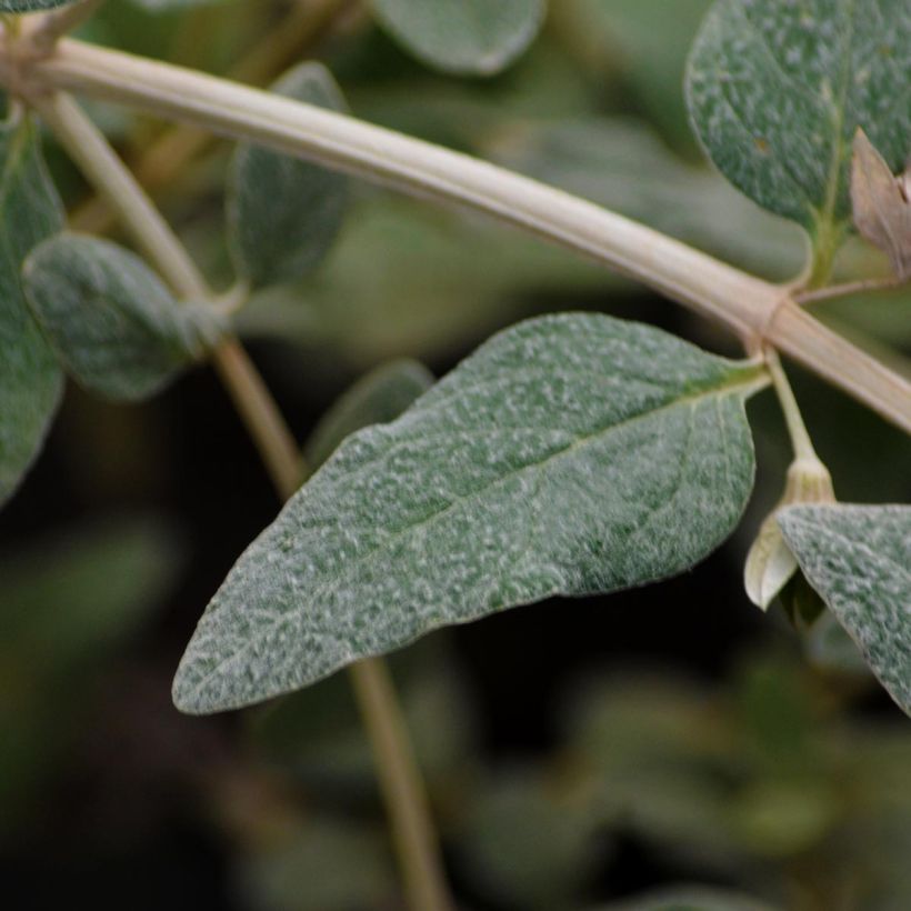 Teucrium fruticans Azureum - Strauchiger Gamander (Foliage)