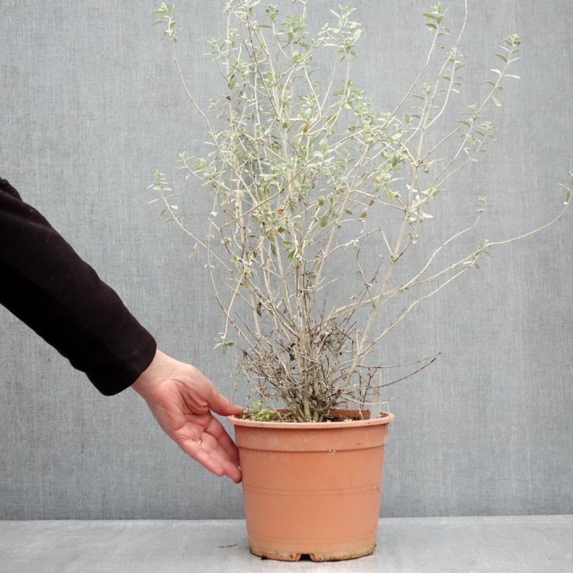 Example of Teucrium fruticans Azureum - Strauchiger Gamander Topf mit 4L/5L as you get in hiver