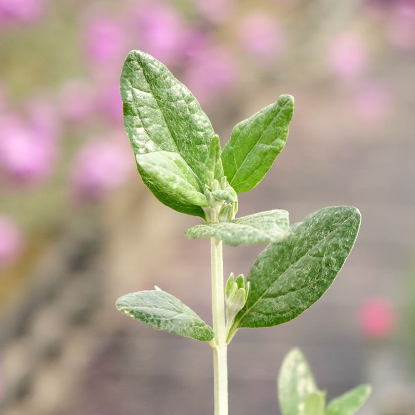 Teucrium fruticans Selection Erecta - Strauchiger Gamander (Foliage)