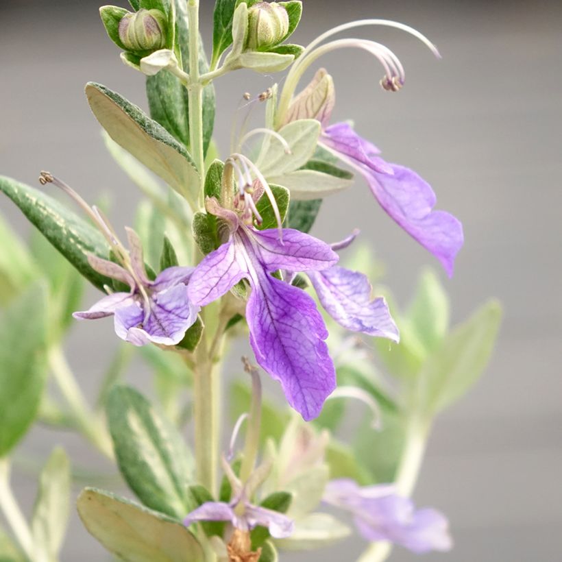 Teucrium fruticans Selection Erecta - Strauchiger Gamander (Flowering)