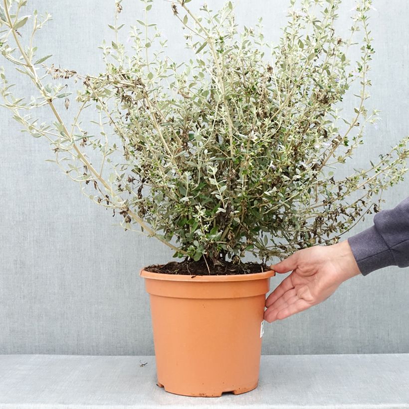 Example of Teucrium fruticans Selection Erecta - Strauchiger Gamander Topf mit 7,5L/10L as you get in printemps