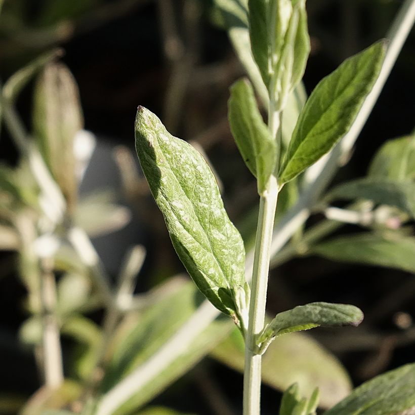 Teucrium Indyho - Gamander (Laub)
