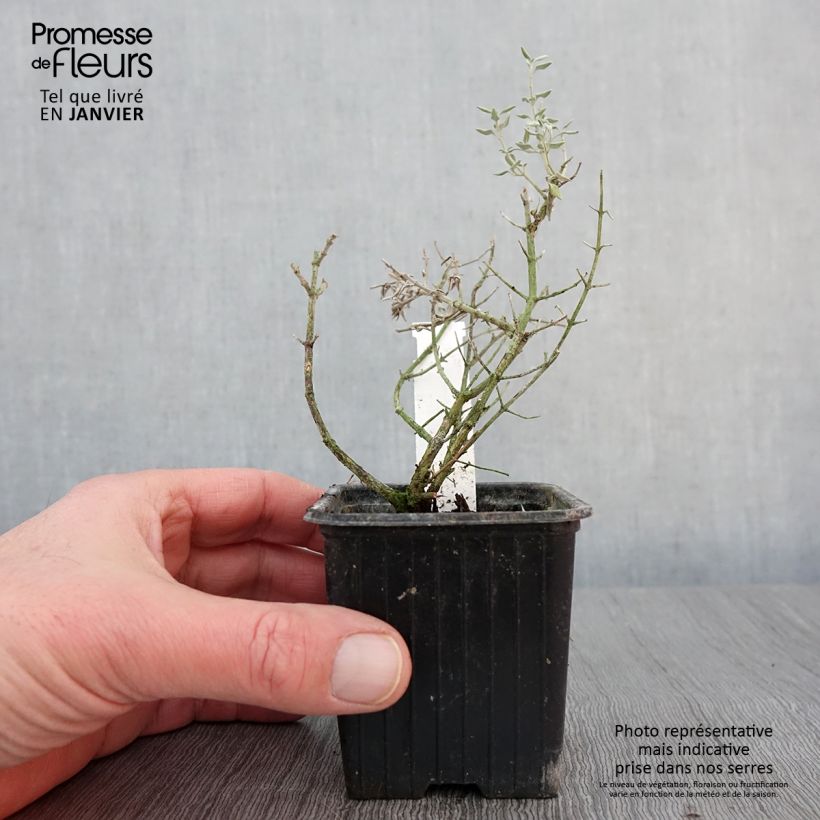 Example of Teucrium marum - Katzen-Gamander Kleine Töpfe von 8/9 cm as you get in hiver