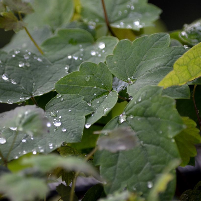 Thalictrum actaeifolium Perfume Star - Wiesenraute (Foliage)