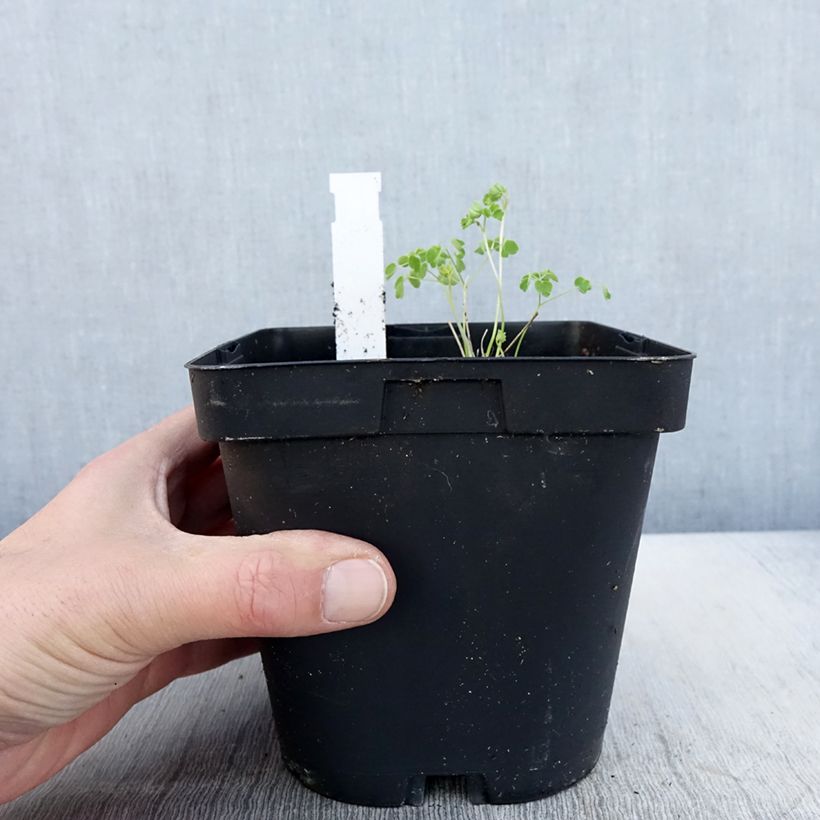 Exemplar von Thalictrum delavayi Album - Delavays Wiesenraute Topf mit 2L/3L wie im Frühjahr geliefert