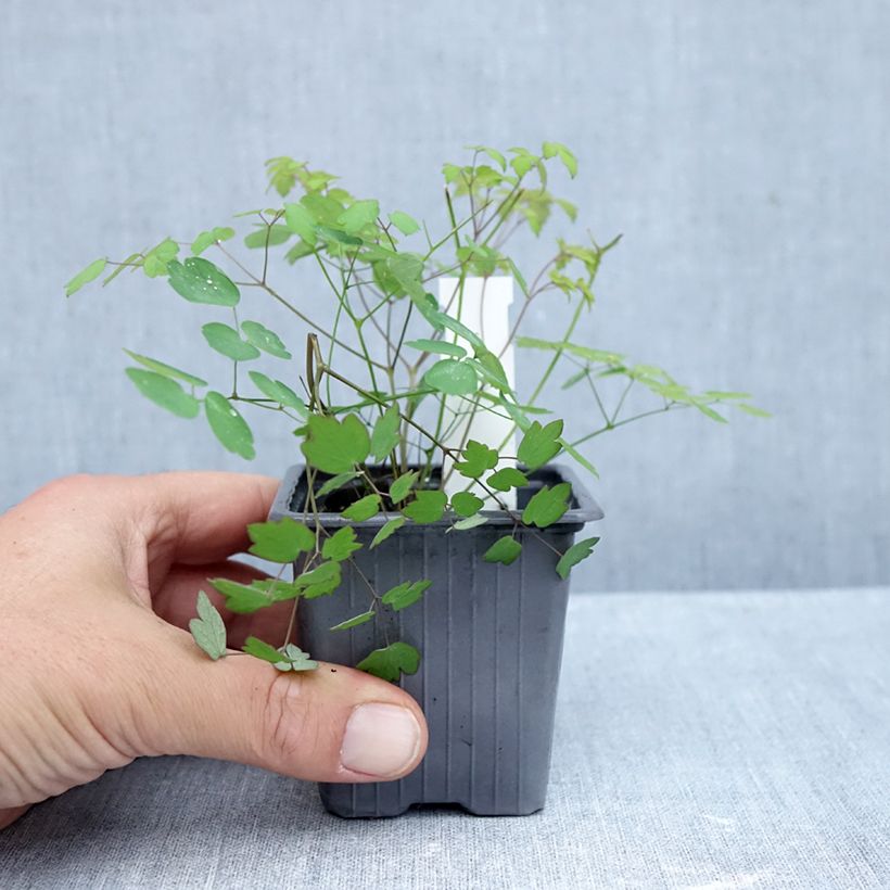 Exemplar von Thalictrum delavayi Hewitt's double - Delavays Wiesenraute Kleine Töpfe von 8/9 cm wie im Herbst geliefert