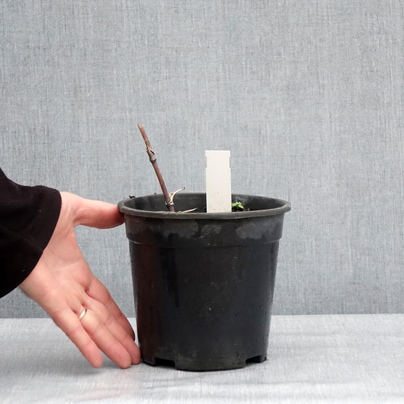 Exemplar von Thalictrum delavayi Hewitt's Double - Pigamon Pot de 2L/3L wie im Winter geliefert