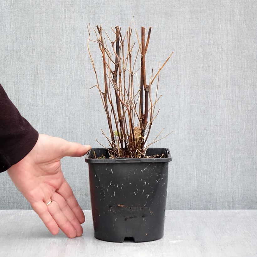 Exemplar von Thalictrum delavayi Splendide Album - Delavays Wiesenraute Topf mit 2L/3L wie im Herbst geliefert