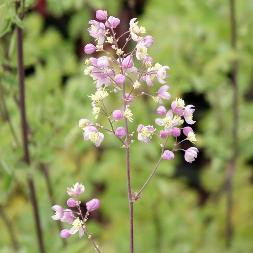 Thalictrum Elin - Wiesenraute (Blüte)