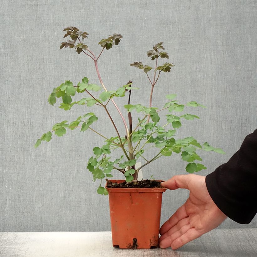 Exemplar von Thalictrum Elin - Wiesenraute Topf mit 1L/1,5L wie im Frühjahr geliefert