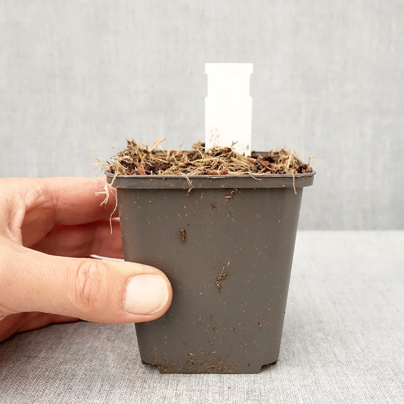 Exemplar von Thalictrum kiusianum - Kiuschu-Zwerg-Wiesenraute Kleine Töpfe von 8/9 cm wie im Frühjahr geliefert