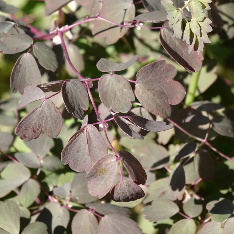 Thalictrum petaloideum Ghent Ebony - Wiesenraute (Laub)