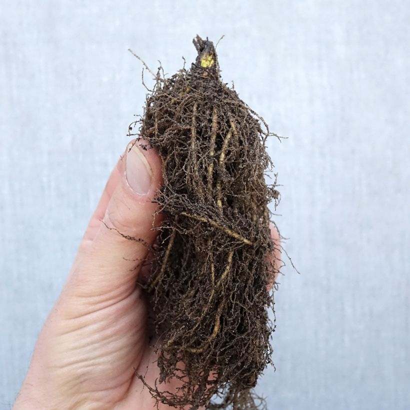 Exemplar von Thalictrum rochebrunianum - Prächtige Wiesenraute Wurzelnackt wie im Winter geliefert