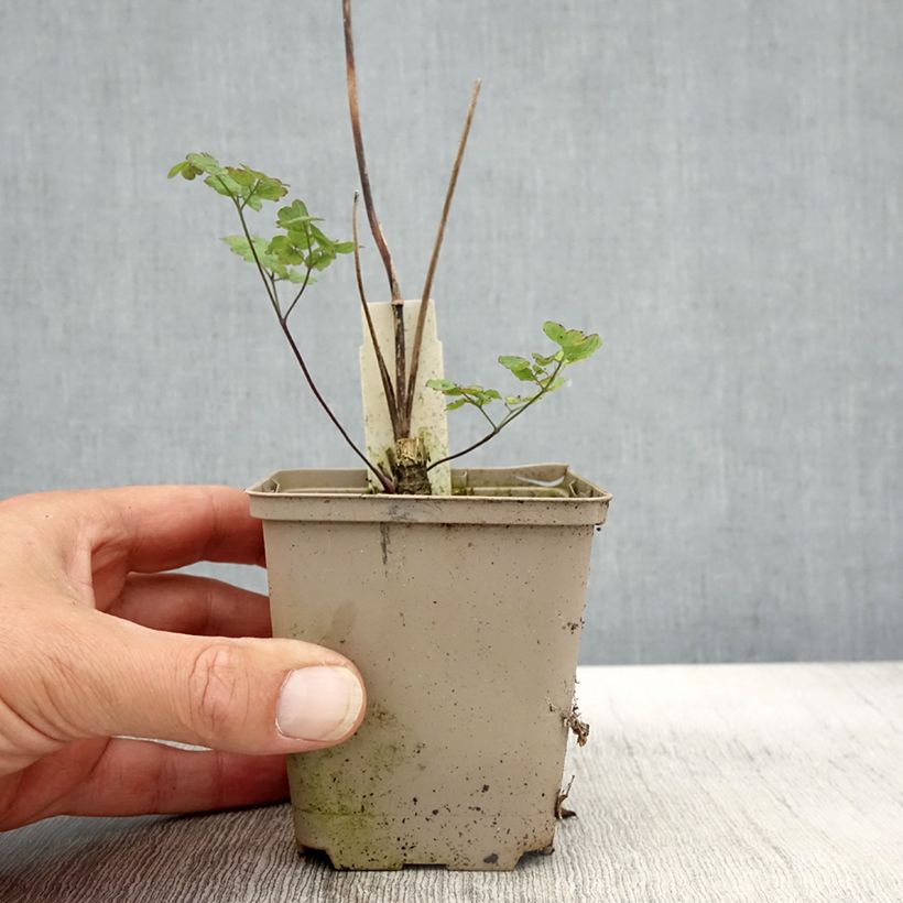 Exemplar von Thalictrum sphaerostachyum - Wiesenraute Kleine Töpfe von 8/9 cm wie im Herbst geliefert
