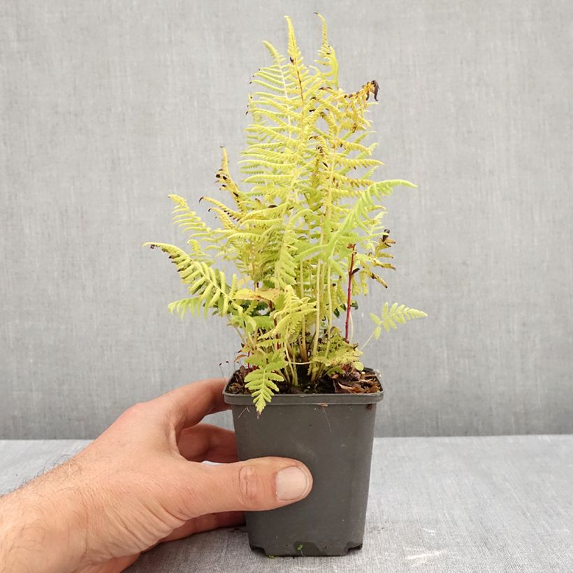 Exemplar von Thelypteris kunthii - Kunths Sumpffarn Kleine Töpfe von 8/9 cm wie im Herbst geliefert