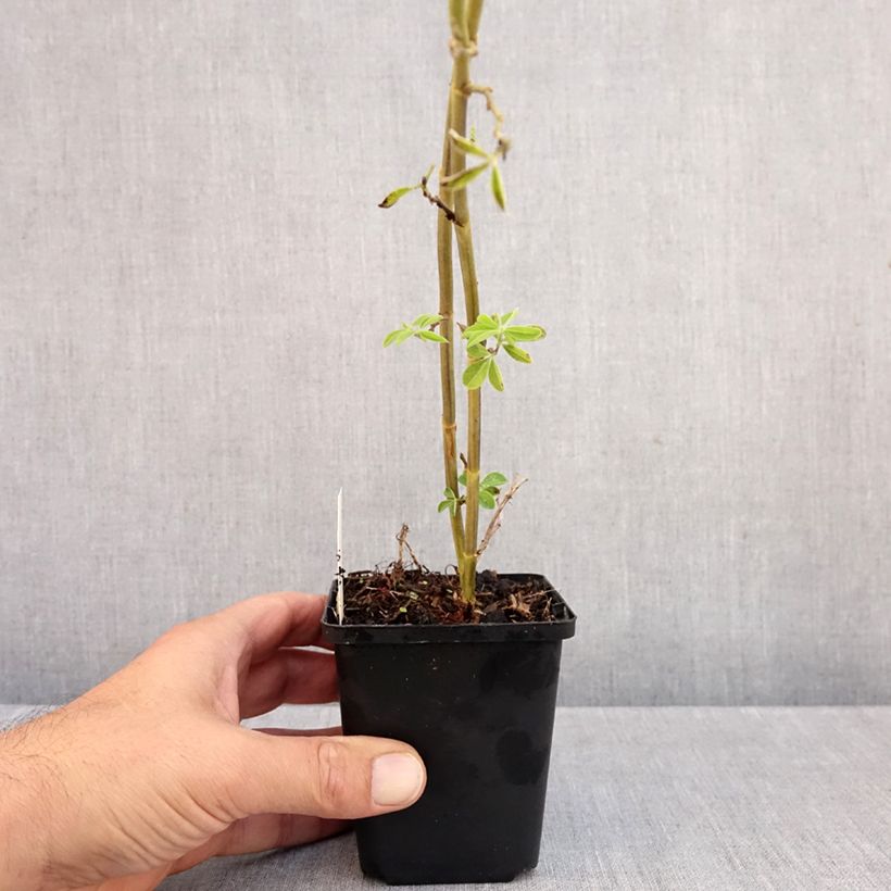 Exemplar von Thermopsis chinensis - Fuchsbohne Kleine Töpfe von 8/9 cm wie im Herbst geliefert