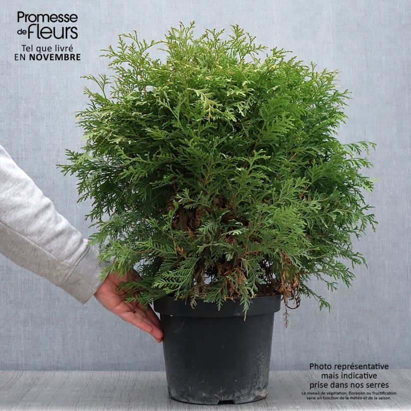 Exemplar von Thuja occidentalis Danica Aurea Topf mit 7,5L/10L wie im Herbst geliefert