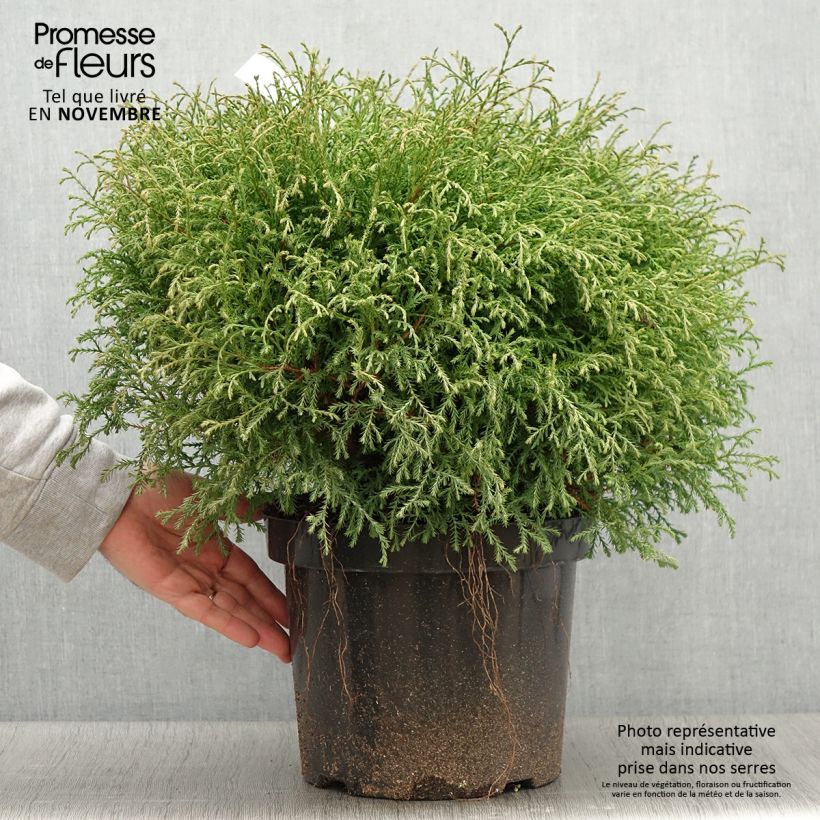 Exemplar von Thuja occidentalis Mr Bowling Ball Topf mit 7,5L/10L wie im Herbst geliefert