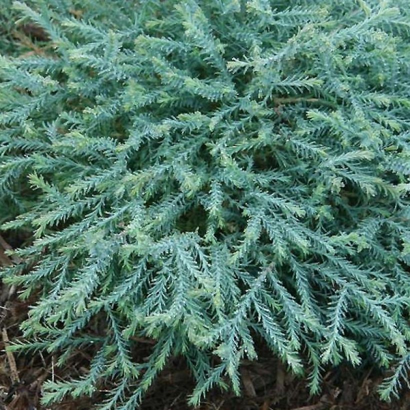 Thuja occidentalis Pancake Concesarini (Foliage)