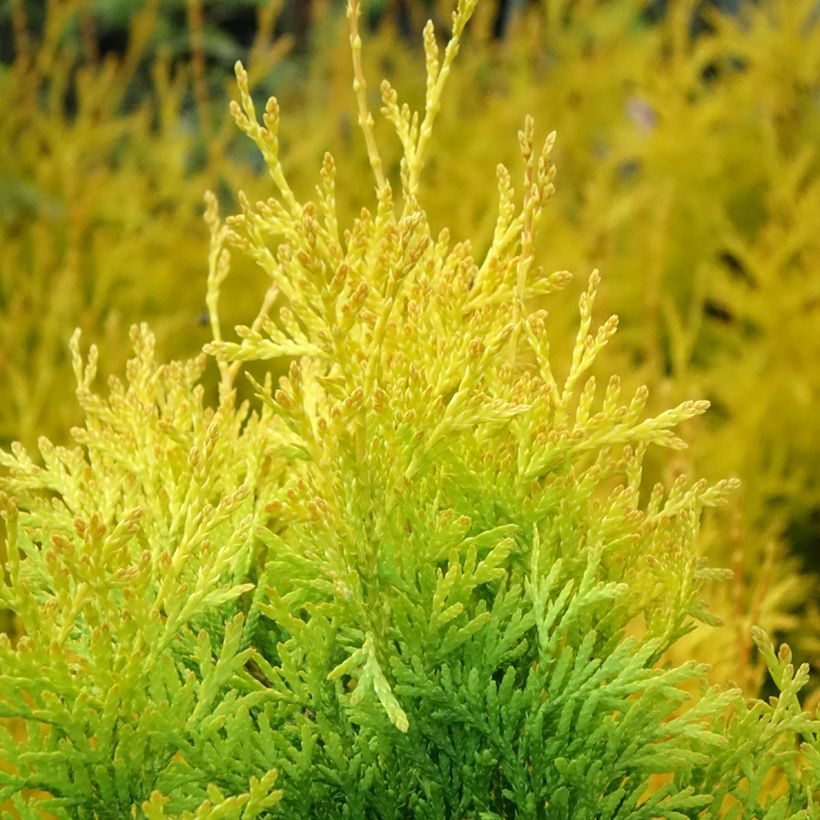 Thuja occidentalis Sunny Smaragd (Foliage)