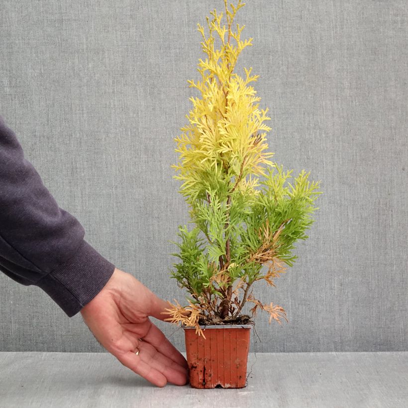 Exemplar von Thuja occidentalis Sunny Smaragd Kleine Töpfe von 8/9 cm wie im Herbst geliefert