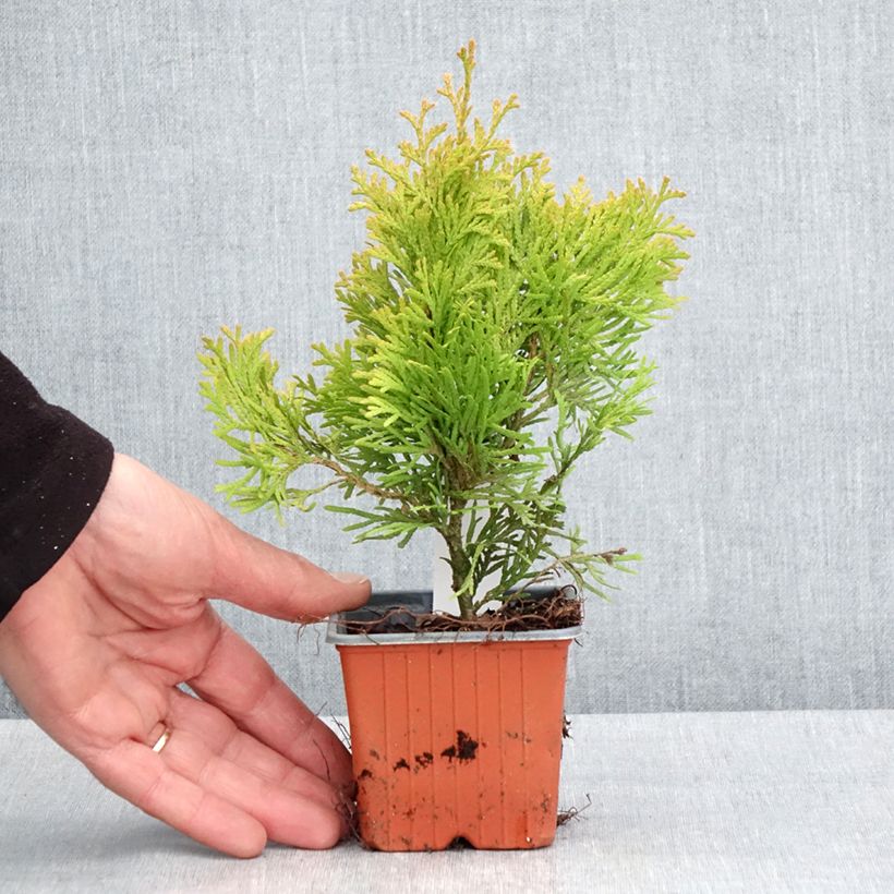 Example of Thuja occidentalis Sunny Smaragd Kleine Töpfe von 8/9 cm as you get in printemps