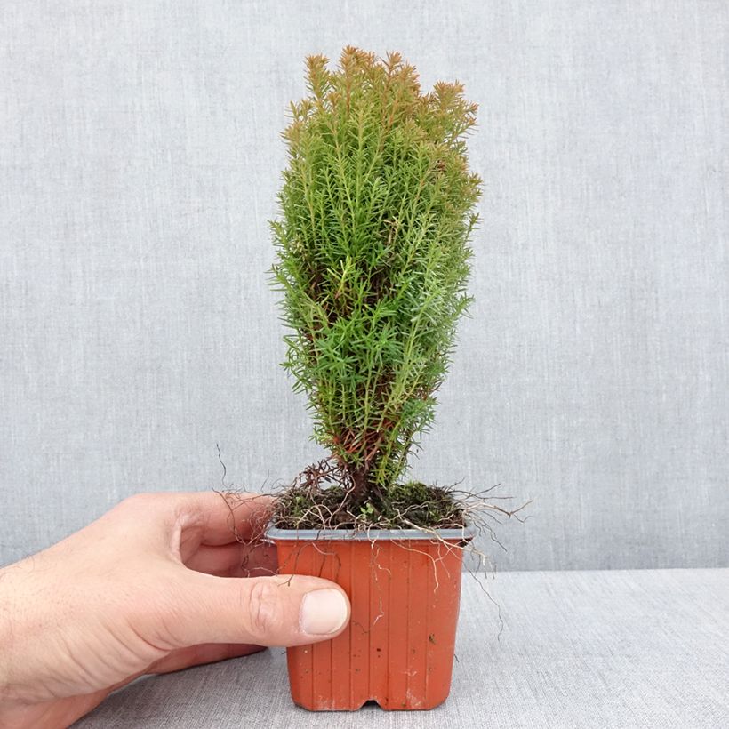 Exemplar von Thuja occidentalis Teddy Kleine Töpfe von 8/9 cm wie im Frühjahr geliefert