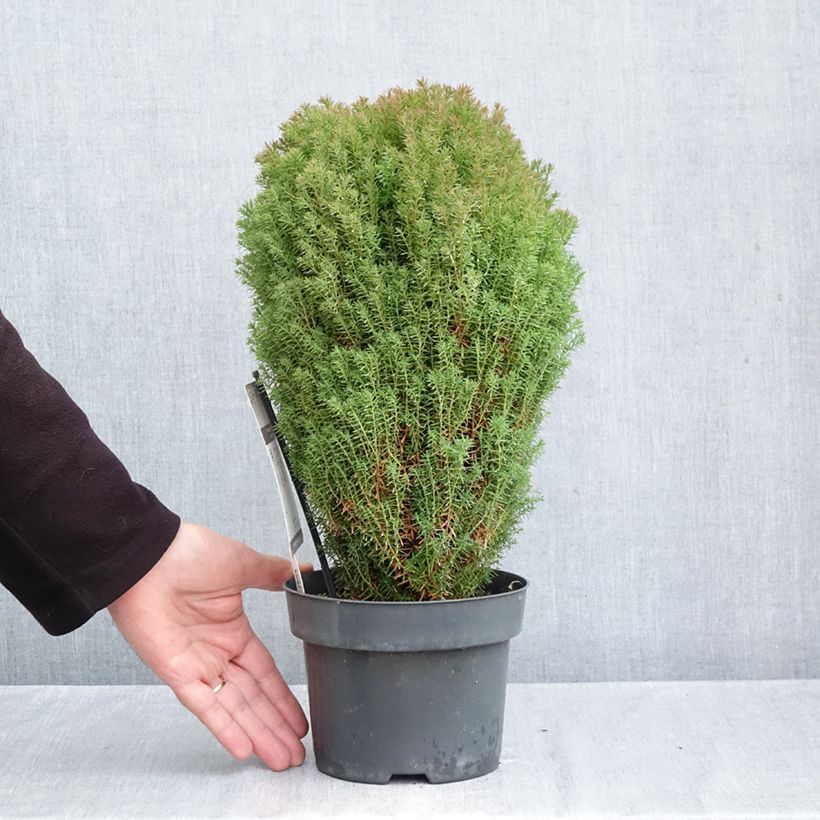 Exemplar von Thuja occidentalis Teddy Topf mit 2L/3L wie im Herbst geliefert