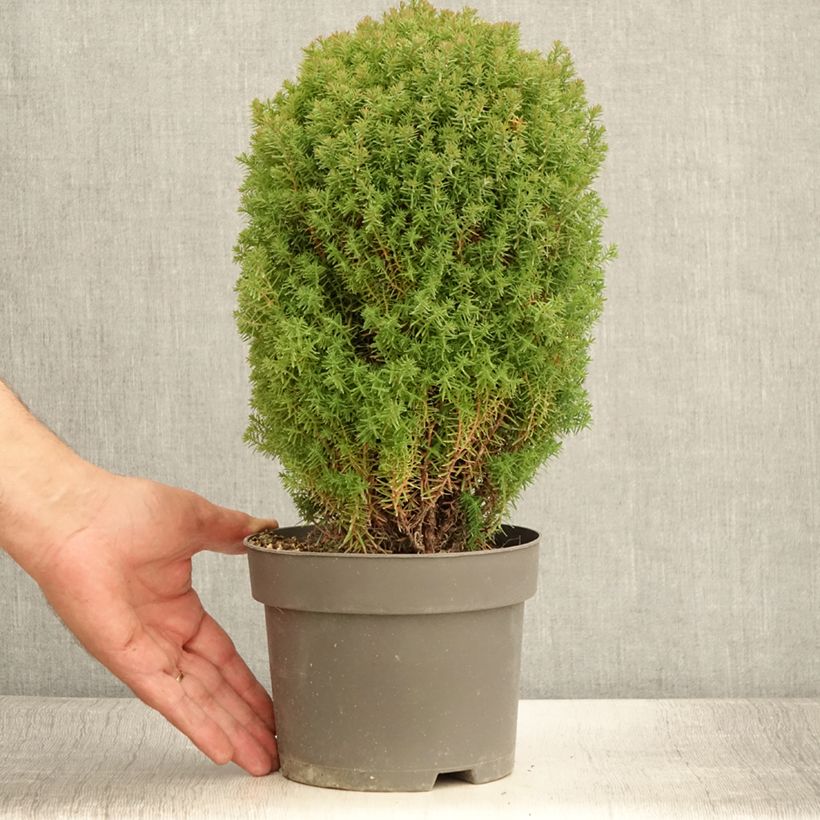 Exemplar von Thuja occidentalis Teddy Topf mit 2L/3L wie im Sommer geliefert