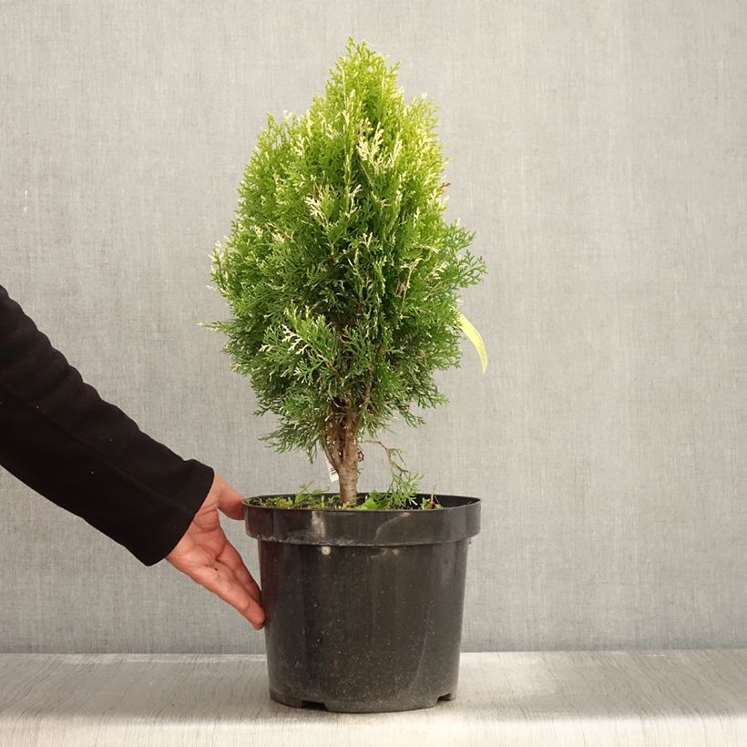 Exemplar von Thuja orientalis Fleck Topf mit 7,5L/10L wie im Herbst geliefert