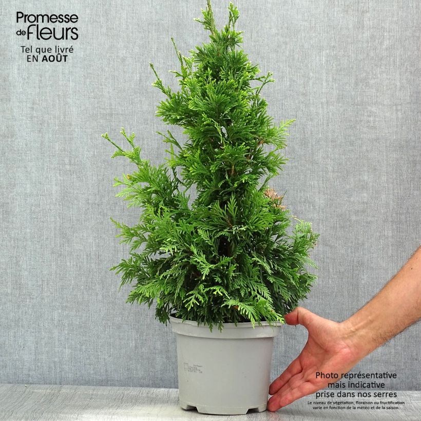 Exemplar von Thuja plicata Can-can Topf mit 2L/3L wie im Sommer geliefert