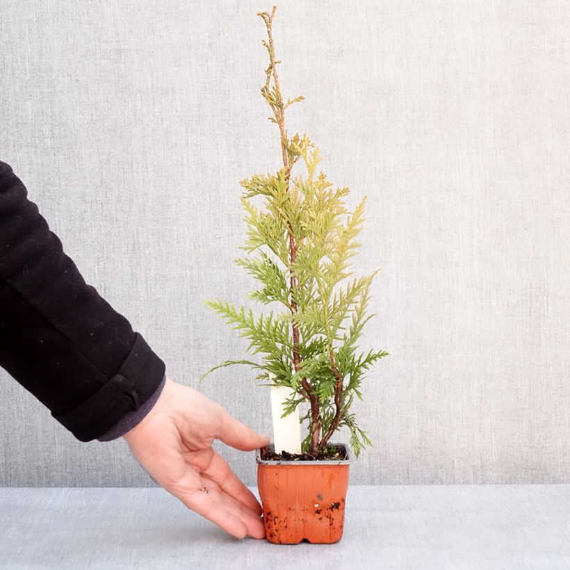 Exemplar von Thuja plicata Can-Can - Thuya compact Godet de 8/9 cm wie im Winter geliefert