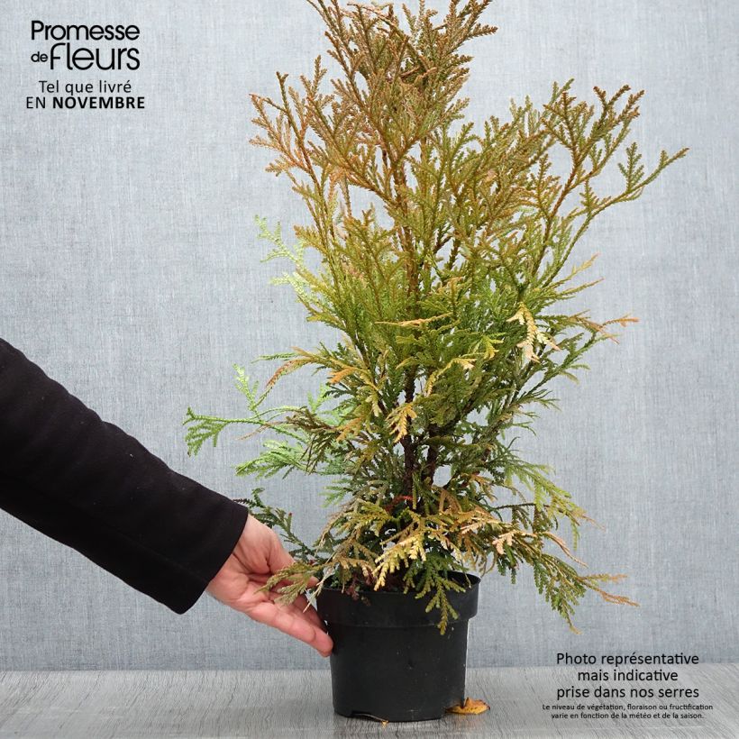 Exemplar von Thujopsis dolabrata Variegata Topf mit 2L/3L wie im Herbst geliefert