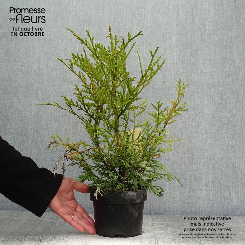 Exemplar von Thujopsis dolobrata Topf mit 2L/3L wie im Herbst geliefert