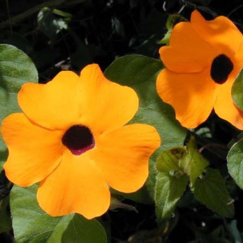 Thunbergia alata orange (Blüte)