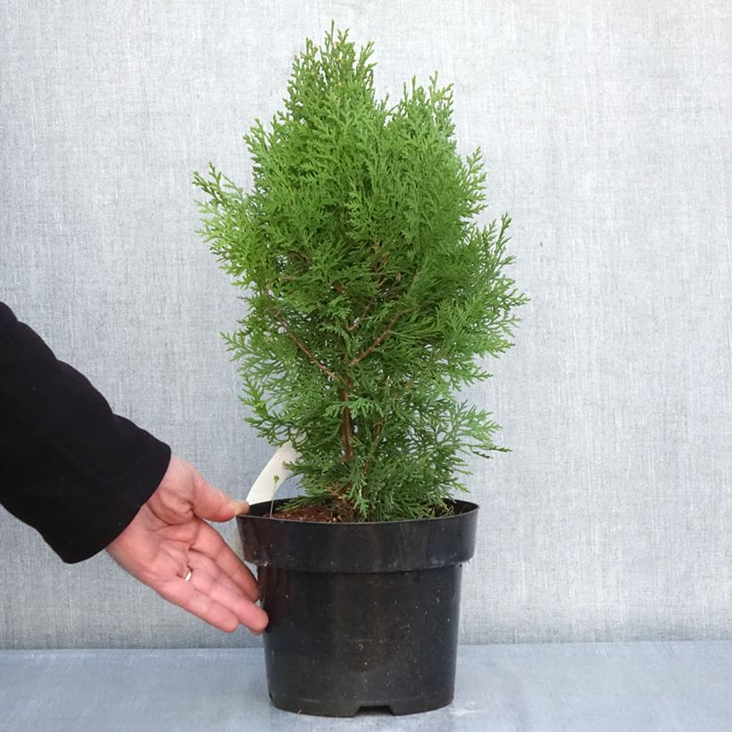 Exemplar von Thuja orientalis Pyramidalis Aurea - Amerikanischer Lebensbaum Topf mit 2L/3L wie im Winter geliefert