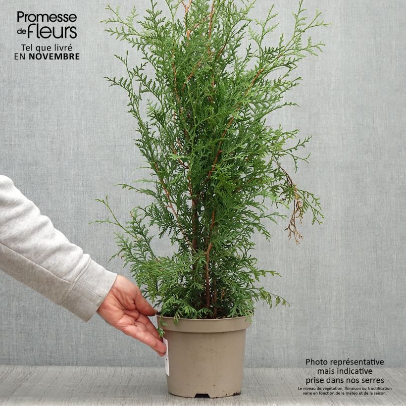 Exemplar von Thuja occidentalis Brabant Topf mit 2L/3L wie im Herbst geliefert