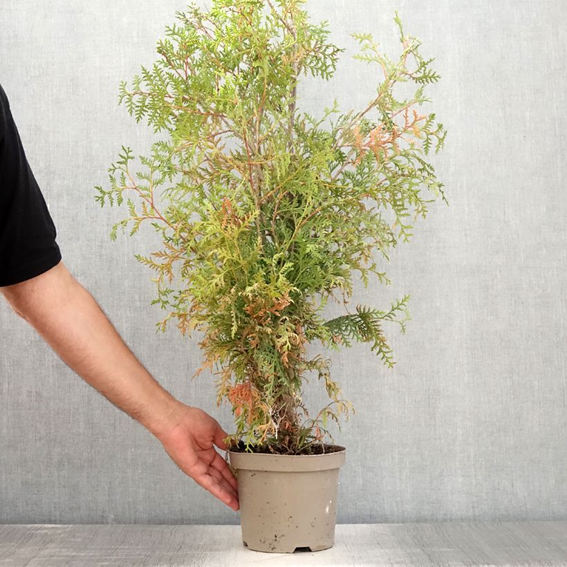 Exemplar von Thuja occidentalis Brabant Topf mit 2L/3L wie im Sommer geliefert